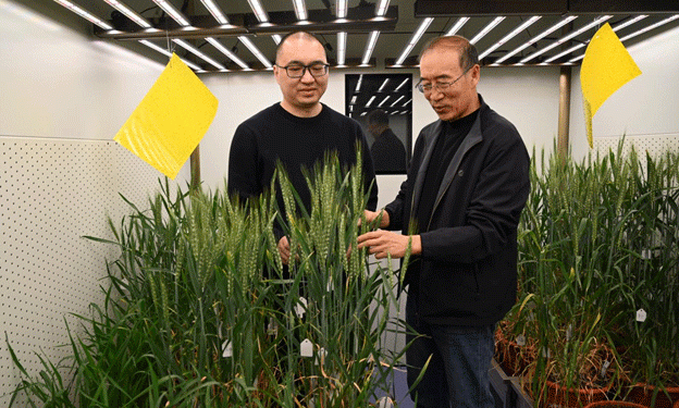 Cracking the Genetic Code of Wheat Disease Resistance: Inside China’s 5-Year Breakthrough