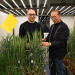 Cracking the Genetic Code of Wheat Disease Resistance: Inside China’s 5-Year Breakthrough
