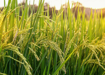 Climate Change Could Turn Rice Toxic: A Growing Threat to Global Food Safety