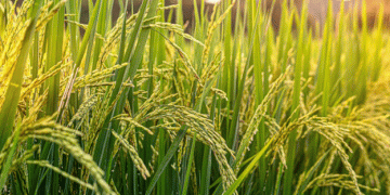 Climate Change Could Turn Rice Toxic: A Growing Threat to Global Food Safety