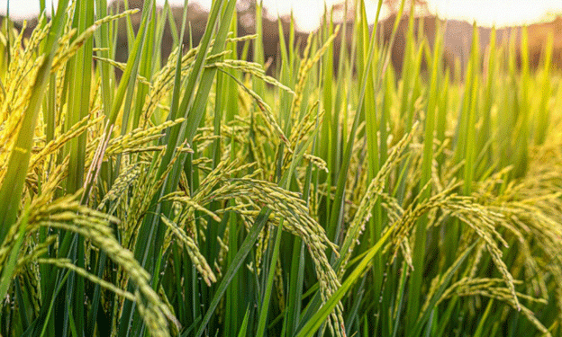 Climate Change Could Turn Rice Toxic: A Growing Threat to Global Food Safety