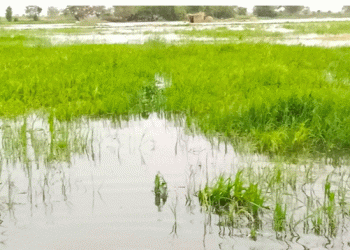 Washed Away: Devastating Floods Destroy Rice Fields and Livelihoods in Nigeria’s Agricultural Heartland