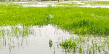 Washed Away: Devastating Floods Destroy Rice Fields and Livelihoods in Nigeria’s Agricultural Heartland