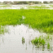 Washed Away: Devastating Floods Destroy Rice Fields and Livelihoods in Nigeria’s Agricultural Heartland