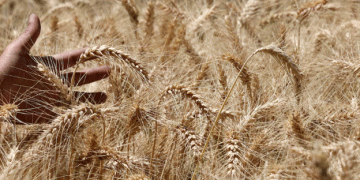 Black Sea Wheat Crisis: A Looming Threat to Global Supplies in 2026