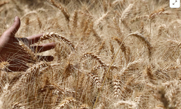 Black Sea Wheat Crisis: A Looming Threat to Global Supplies in 2026