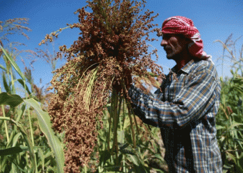 First Wheat Shipment to Syria Marks Economic Reawakening After Assad’s Fall