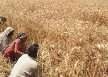 Pakistan’s Wheat Crisis: Farmers Threaten to Halt Sowing Amid Absence of Fair Support Price
