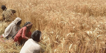 Pakistan’s Wheat Crisis: Farmers Threaten to Halt Sowing Amid Absence of Fair Support Price