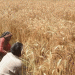 Pakistan’s Wheat Crisis: Farmers Threaten to Halt Sowing Amid Absence of Fair Support Price