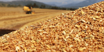 Turkey Lifts Wheat Import Quota System: What It Means for Flour Millers and Grain Markets