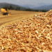 Turkey Lifts Wheat Import Quota System: What It Means for Flour Millers and Grain Markets