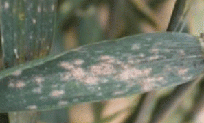 Protecting Your Grain: How to Prevent Fusarium Head Blight in Wheat and Barley During Heading Season