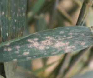 Protecting Your Grain: How to Prevent Fusarium Head Blight in Wheat and Barley During Heading Season