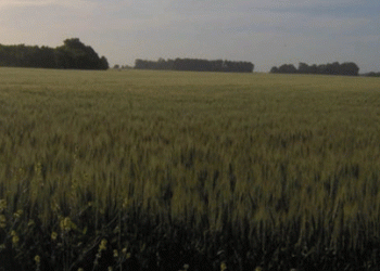 Barley in the Storm: How Argentina’s Farmers Are Turning a Crisis into Opportunity