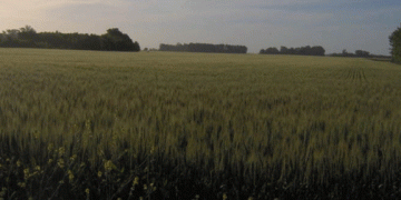 Barley in the Storm: How Argentina’s Farmers Are Turning a Crisis into Opportunity