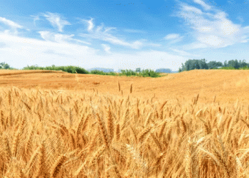 Russian Wheat’s Global Reign Continues Amid Black Sea Tensions: What It Means for Farmers Worldwide