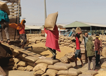 Wheat Overflow in Muktsar: Farmers Struggle as Mandis Choke with Unlifted Grain