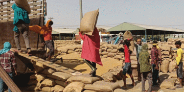 Wheat Overflow in Muktsar: Farmers Struggle as Mandis Choke with Unlifted Grain