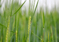 April Decisions, August Results: Why April Is Make-or-Break for Winter Barley Yield
