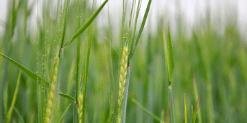 April Decisions, August Results: Why April Is Make-or-Break for Winter Barley Yield