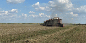 Hard Wheat Triumph in Southern Urals: Chelyabinsk Region Sets New Record in 2024 Harvest