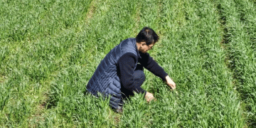 Protecting Wheat and Barley from Fungal Threats: South Korea’s Early Warning and Field Support Plan