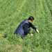 Protecting Wheat and Barley from Fungal Threats: South Korea’s Early Warning and Field Support Plan