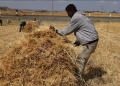 Wheat: The Strategic Grain Feeding the World and Fueling Global Power Plays