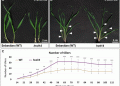 Untangling the Hormonal Web: How Strigolactone Insensitivity Reshapes Barley Architecture