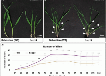 Untangling the Hormonal Web: How Strigolactone Insensitivity Reshapes Barley Architecture