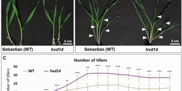 Untangling the Hormonal Web: How Strigolactone Insensitivity Reshapes Barley Architecture
