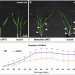 Untangling the Hormonal Web: How Strigolactone Insensitivity Reshapes Barley Architecture