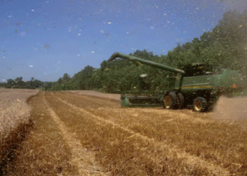 From Breadbasket to Battleground: The Decline of U.S. Grain Export Dominance