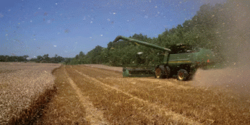 From Breadbasket to Battleground: The Decline of U.S. Grain Export Dominance