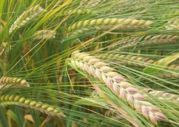 Maximizing Yield and Quality in Spring Barley: Fungicide and PGR Strategies for 2024