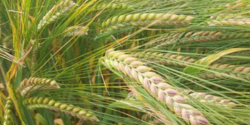 Maximizing Yield and Quality in Spring Barley: Fungicide and PGR Strategies for 2024