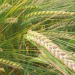 Maximizing Yield and Quality in Spring Barley: Fungicide and PGR Strategies for 2024