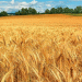 Russia’s 2025 Wheat Outlook Rises: Strong Winter Survival Boosts Production Forecast, But Caution Remains
