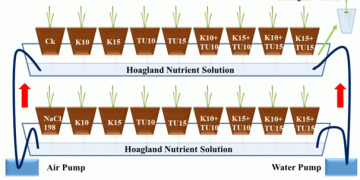 Revolutionizing Salt-Stress Management: Potassium and Thiourea Synergy in Wheat Cultivation