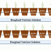 Revolutionizing Salt-Stress Management: Potassium and Thiourea Synergy in Wheat Cultivation