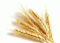 Jordan Cancels Barley Tender: What It Means for Global Feed Grain Markets