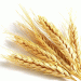Jordan Cancels Barley Tender: What It Means for Global Feed Grain Markets
