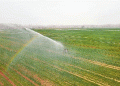 Precision Spring Irrigation in Yongqing: How Smart Water Management Is Boosting Wheat Yields