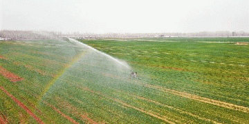 Precision Spring Irrigation in Yongqing: How Smart Water Management Is Boosting Wheat Yields