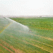 Precision Spring Irrigation in Yongqing: How Smart Water Management Is Boosting Wheat Yields
