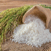 Japan Buys Korean Rice for the First Time in 25 Years: What It Means for Global Grain Markets