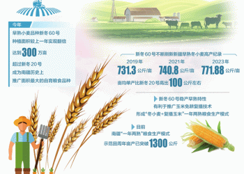 Wheat Warriors of Xinjiang: How Two Generations of Winter Wheat are Reshaping China’s Food Future