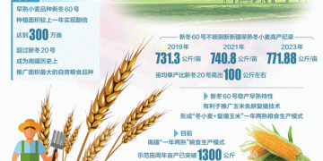 Wheat Warriors of Xinjiang: How Two Generations of Winter Wheat are Reshaping China’s Food Future