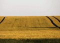Slovenia Boosts Wheat Production Despite Smaller Sown Area: 2024 Harvest Shows Strong Yields